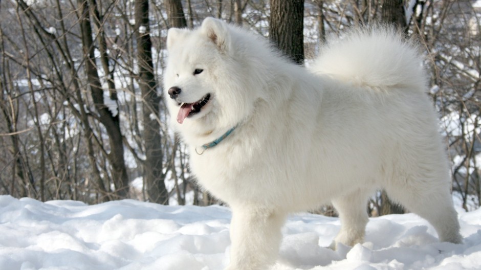 可爱漂亮的纯种萨摩耶犬图片