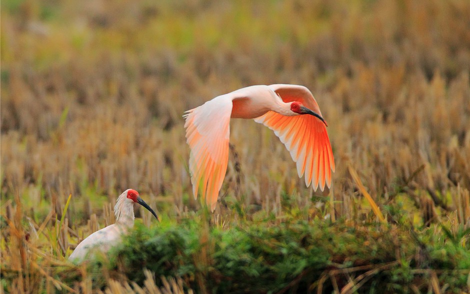 国家二级保护鸟类朱鹮高清图片