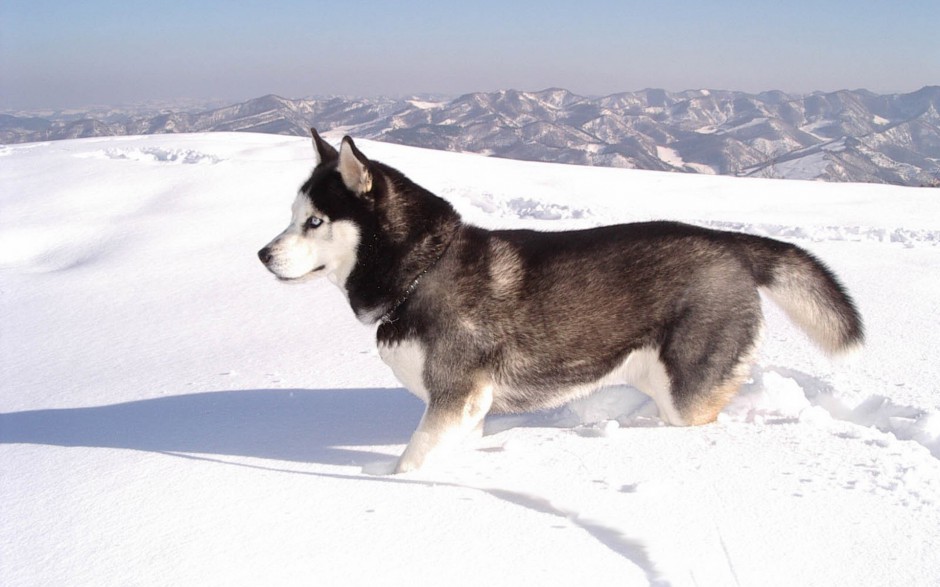 乖巧听话的巨型雪橇犬图片