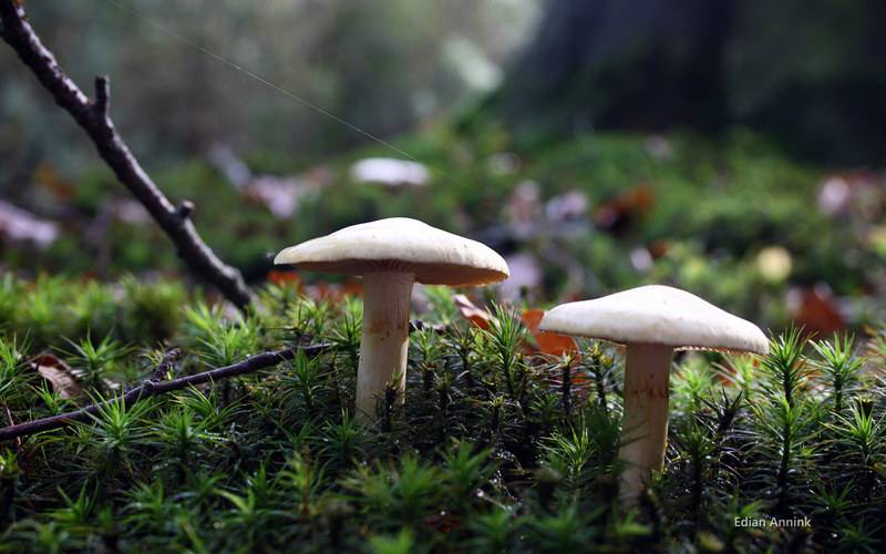 高清摄影小植物蘑菇