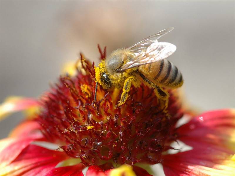 辛勤蜜蜂小动物图片特写