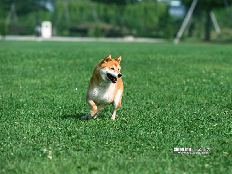 日本柴犬田园玩耍可爱抓拍