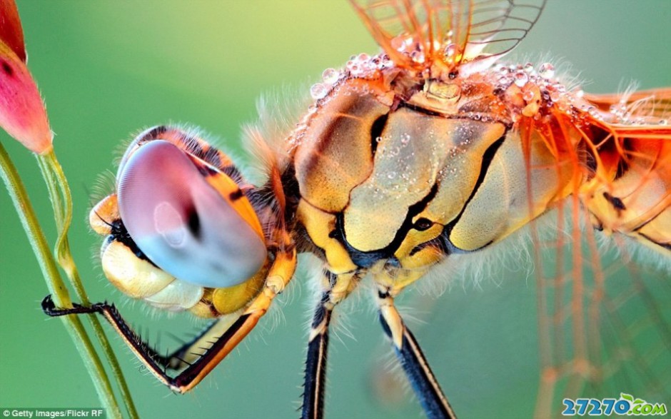 昆虫微距特特写 动物的技能技术
