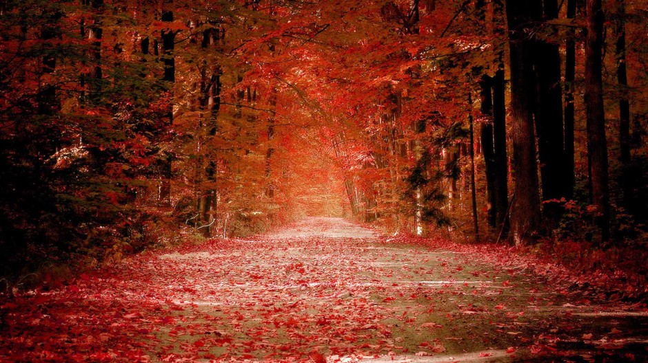 秋天落叶唯美风景宽屏桌面壁纸