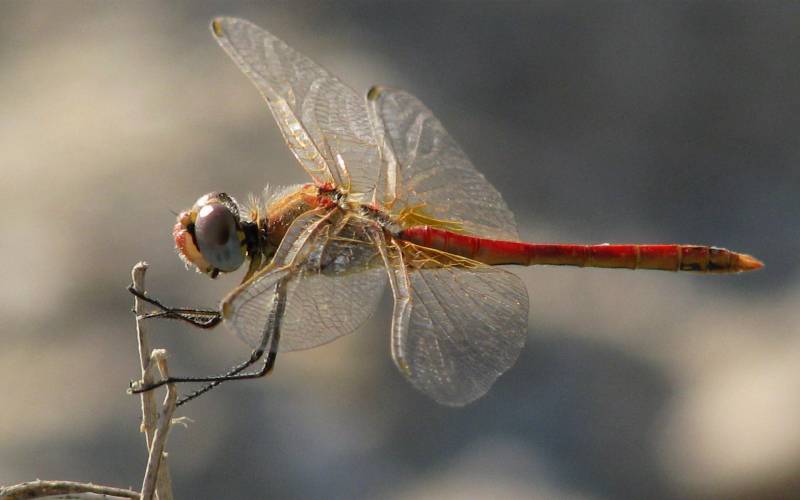 自然界精灵红蜻蜓栖息枝头美景