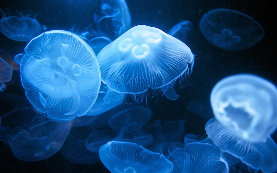 妙曼多彩的微生物水母高清图片