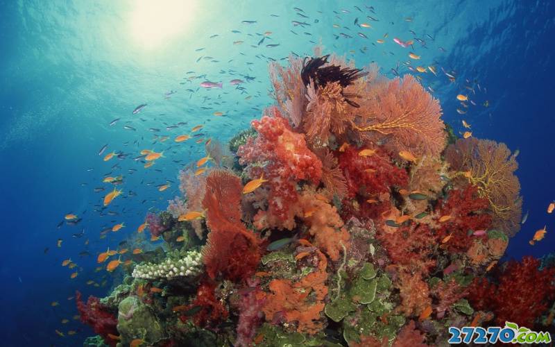 描述海洋五彩缤纷鱼