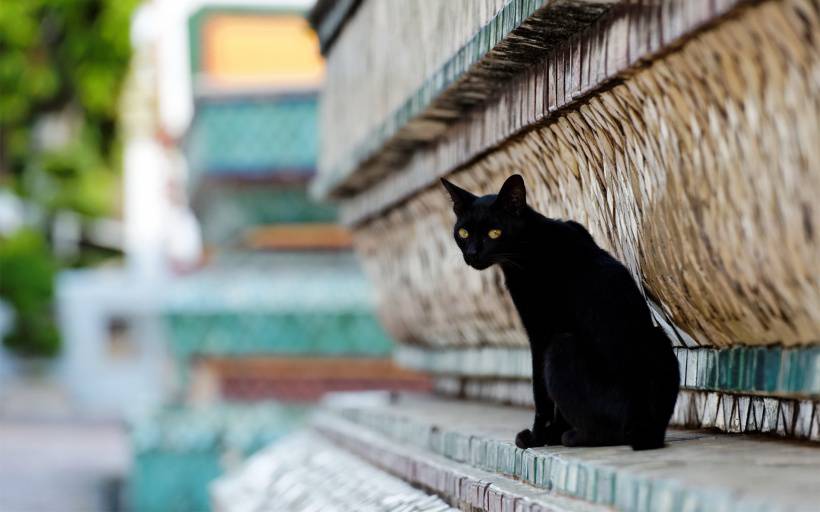 可爱的小黑猫卖萌高清图片