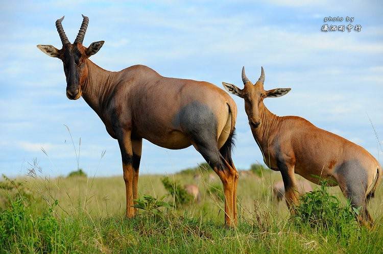 动物的奔跑者 羚羊的活跃
