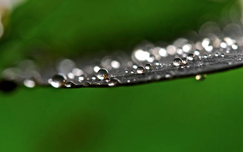 夏天雨后的植物图片