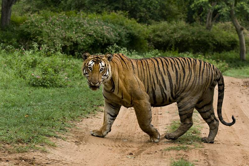 沉稳霸气的森林野兽孟加拉虎图片