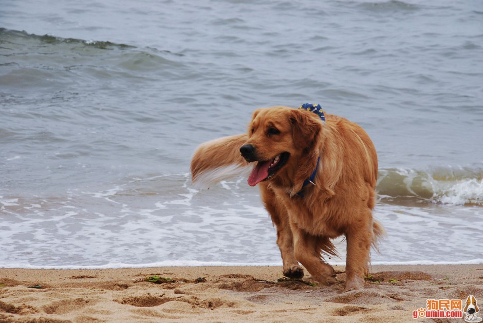 成年雌金毛寻回犬海边玩耍图片