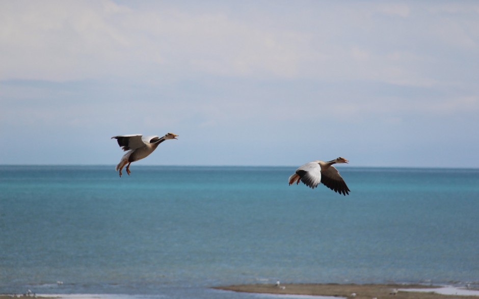 一群南飞迁徙的海鸥图片摄影