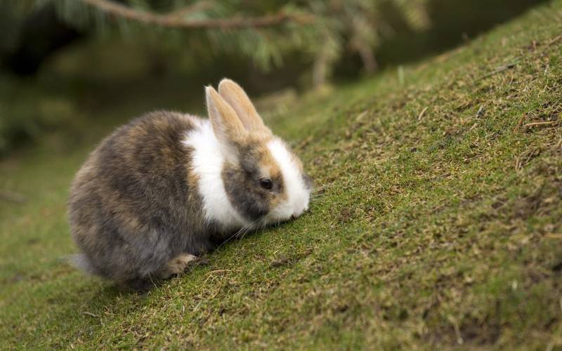 调皮可爱的小兔子高清图片