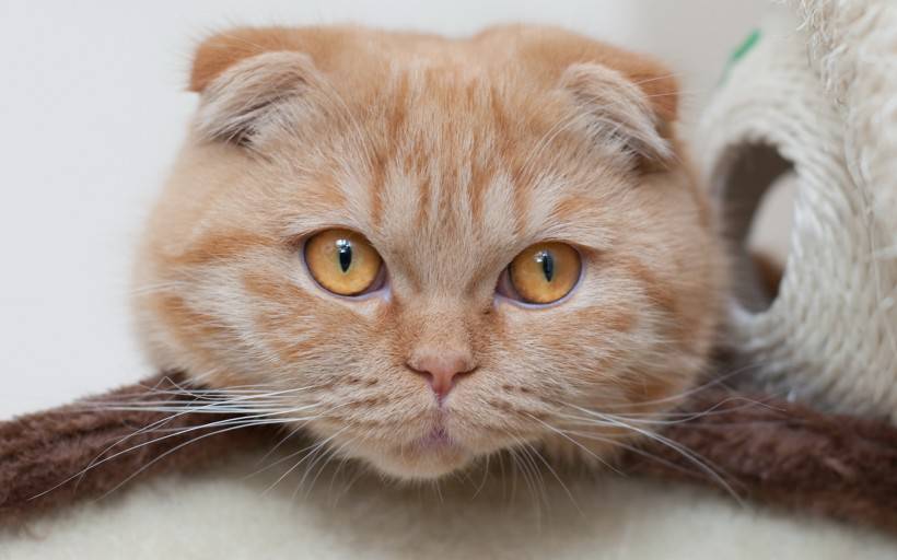 超萌猫咪图片 逗趣的苏格兰折耳猫
