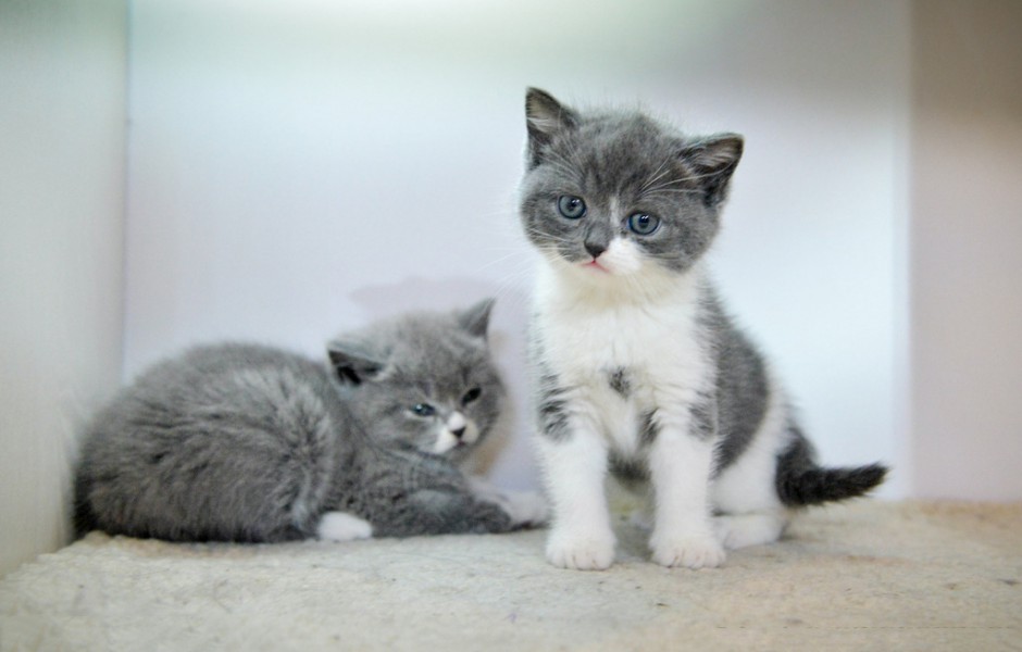 蓝白英短猫可爱幼崽图片