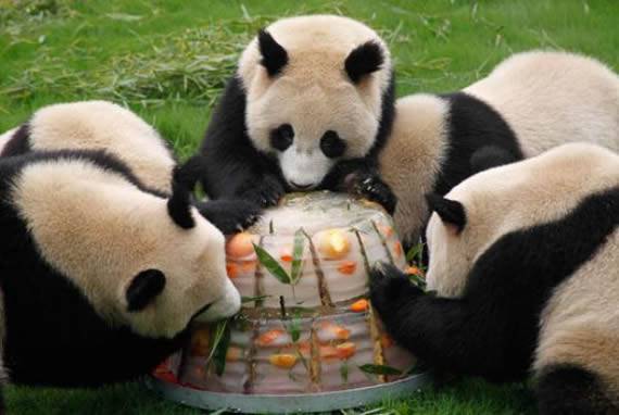 动物搞笑瞬间之熊猫家的盛宴