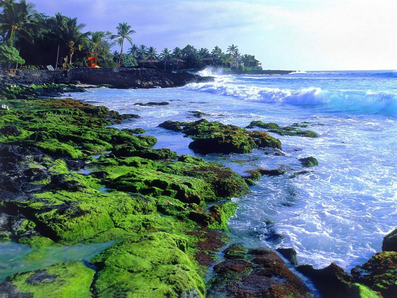 沙滩椰林夏威夷海滨唯美绿景