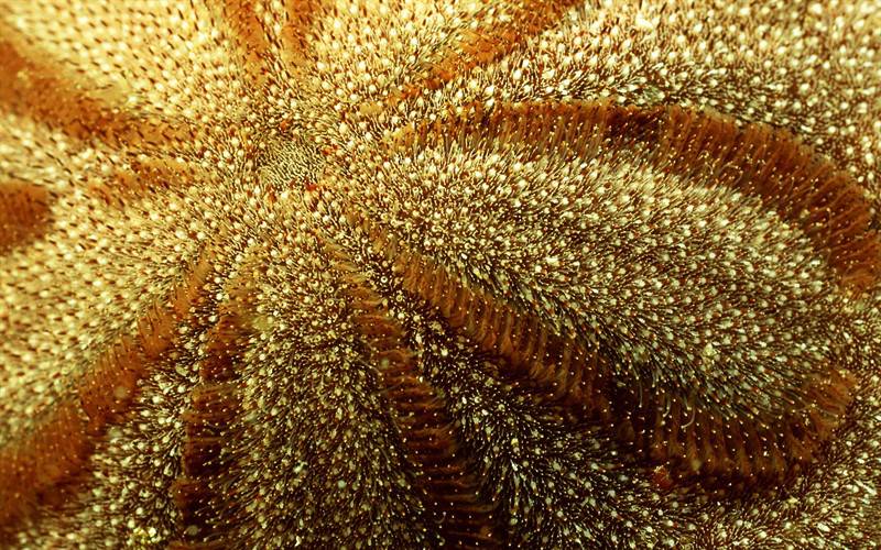 海葵蝙蝠鱼海底生物组图