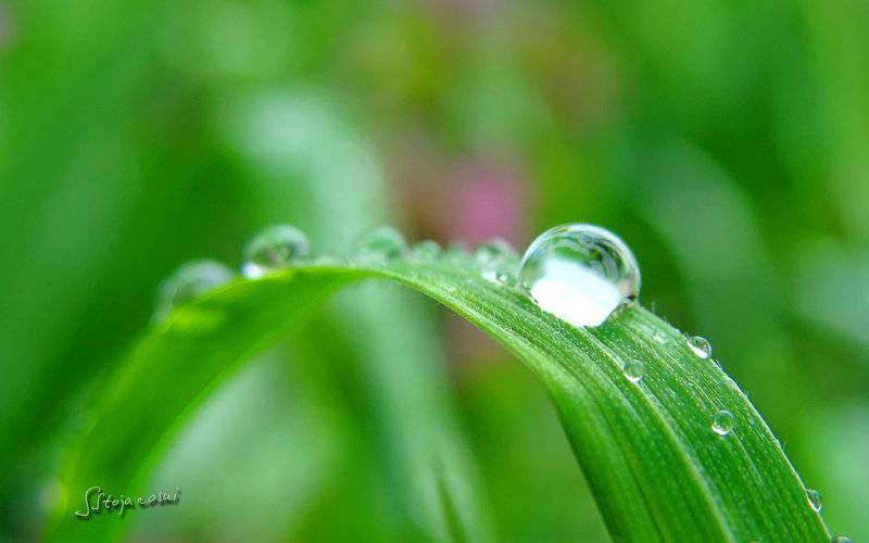 绿绿植物叶子上的雨滴与露珠