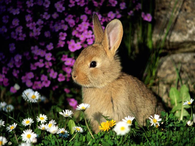 可爱的兔子唯美图片