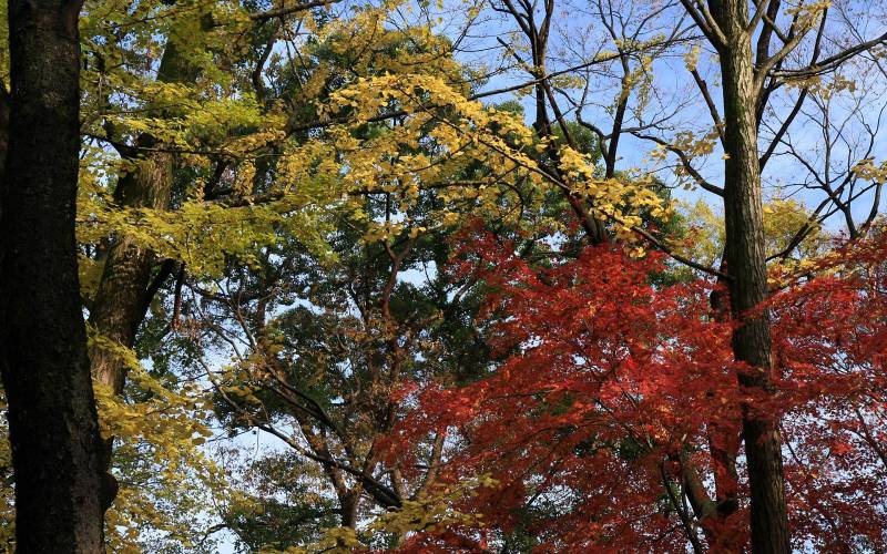 日本的下鸭神社红叶摄影组图