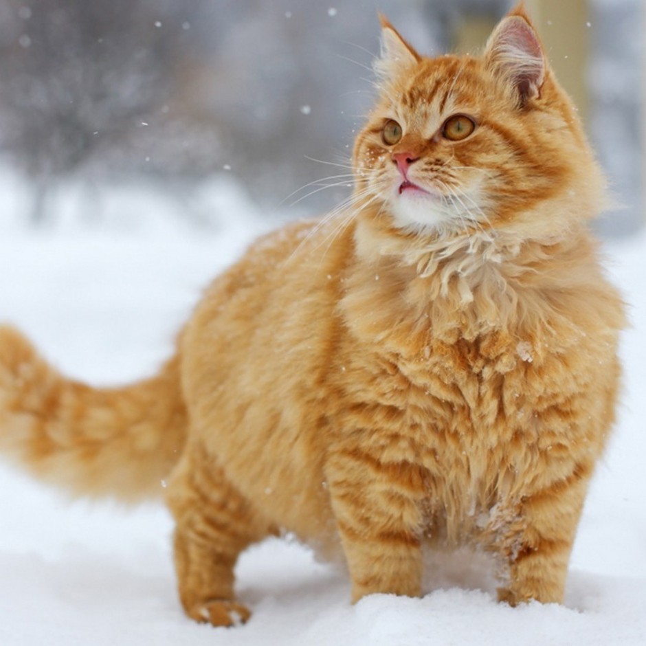 雪地上的美国金虎斑猫图片