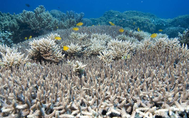 海葵珊瑚海底世界生物组图
