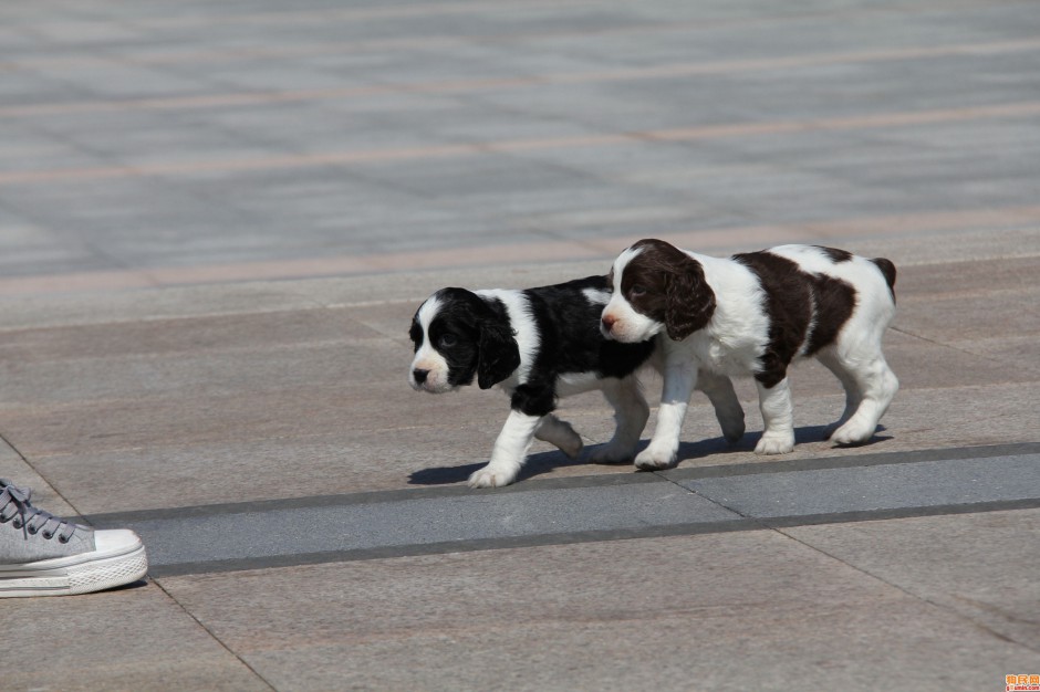 史宾格犬悠闲散步图片