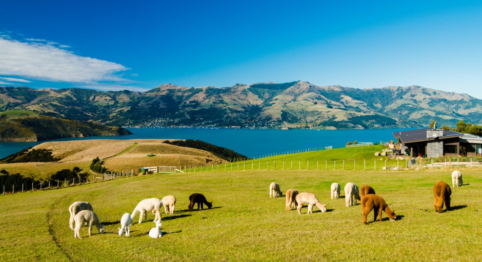 澳大利亚可爱的羊驼高清图片