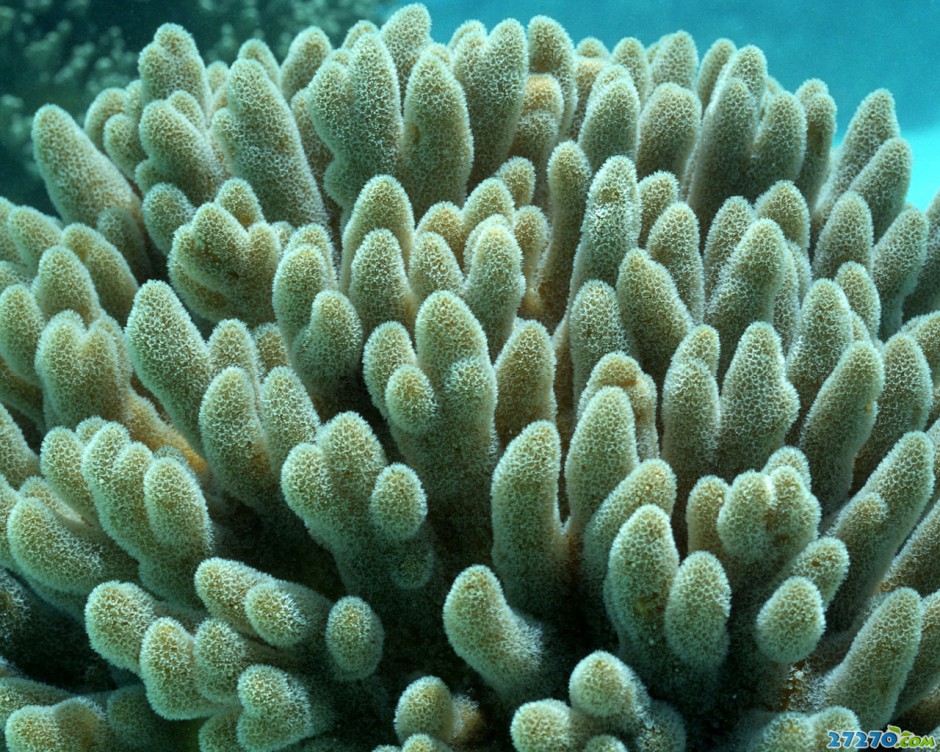 海底森林特写海底环境