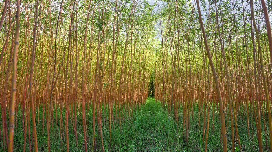 秋季树林风景图片壁纸