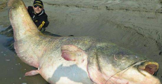 巨型鲇鱼腹内发现遗骸 长约4米重达200多公斤