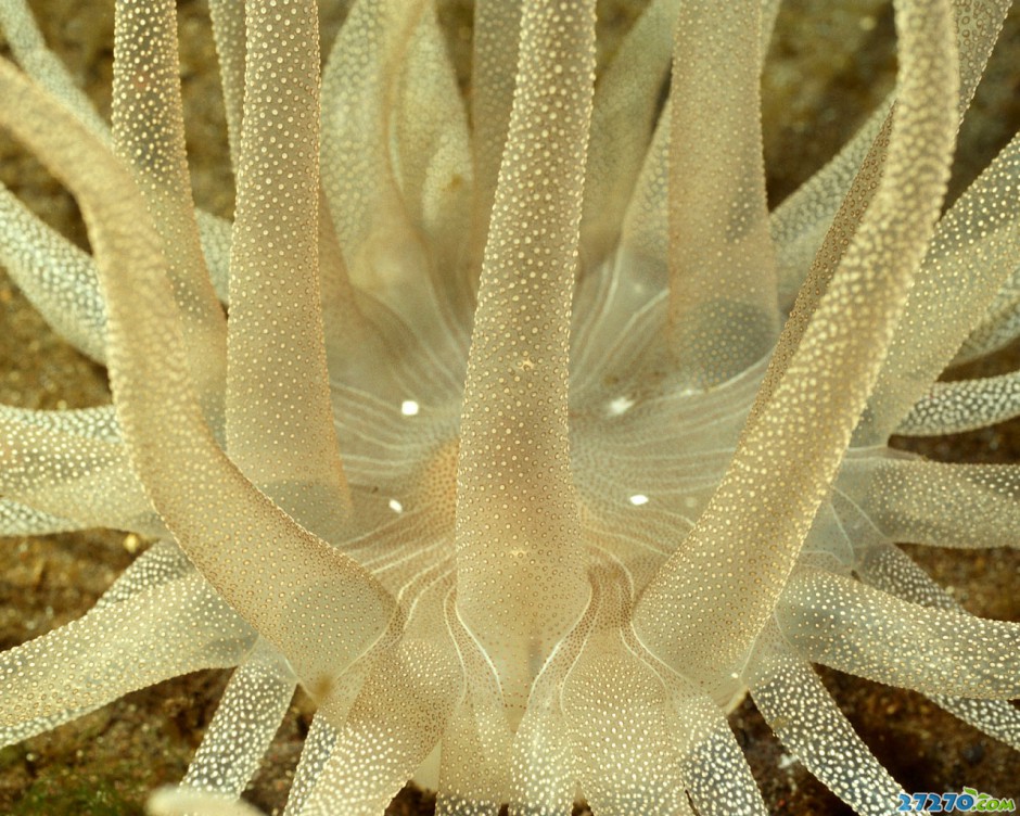 海底森林特写海底环境