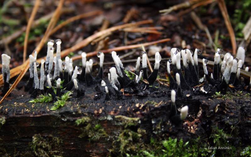 森林中美丽的野蘑菇高清摄影图片