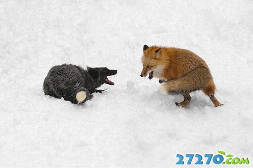 奔跑中的动物们