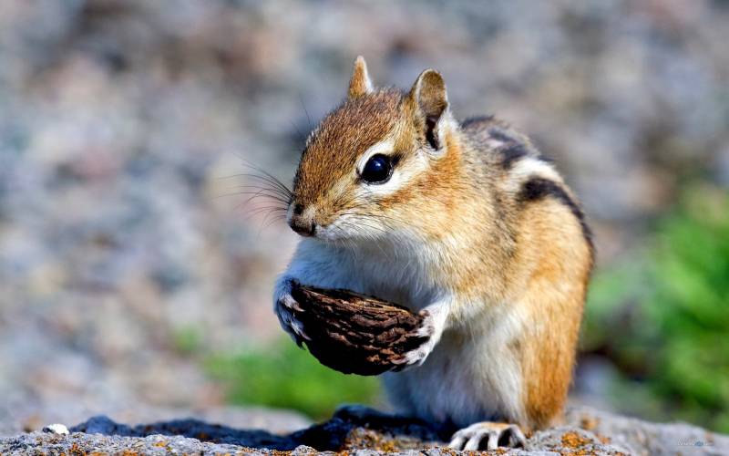 可爱的小松鼠吃东西高清图片