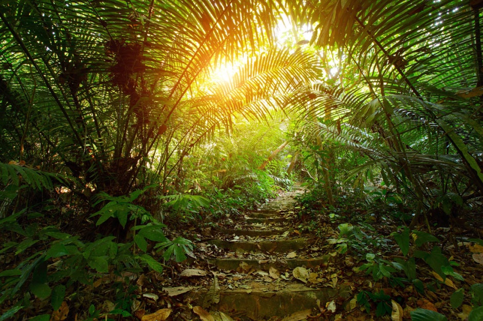 热带雨林大自然风景高清图片
