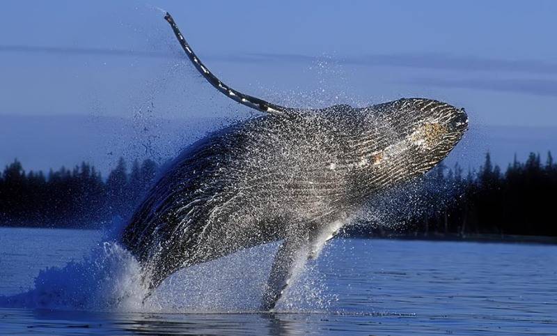 可爱鲸鱼海洋特写图片