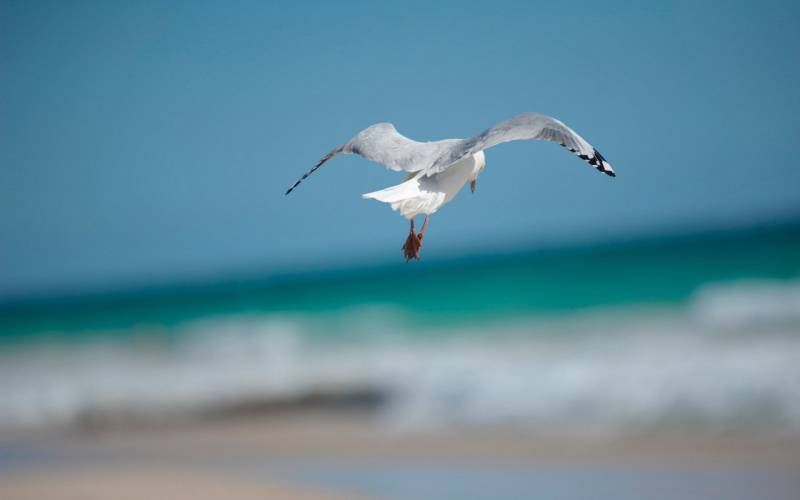 大海边自由翱翔的唯美海鸥图片