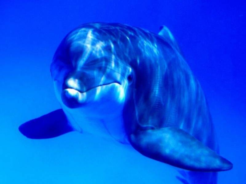 海洋精灵之海豚高清晰壁纸