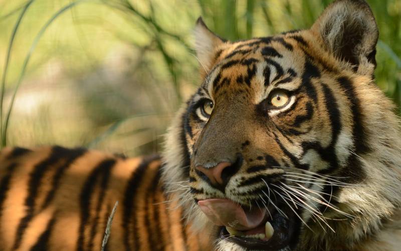 凶猛的苏门答腊虎摄影图片