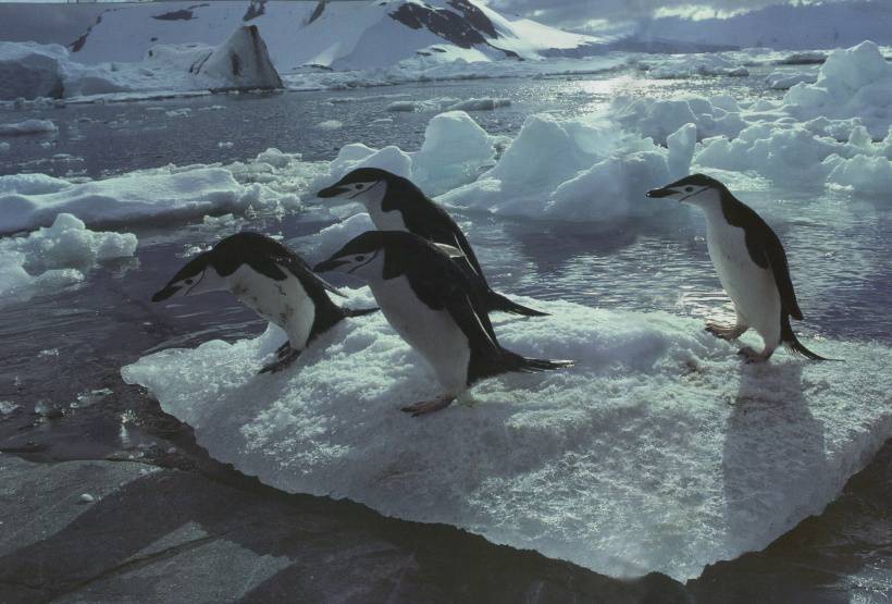 可爱企鹅跳水高清图片