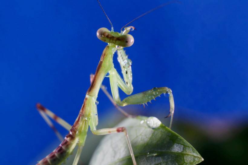 绿色昆虫中华螳螂微距图片