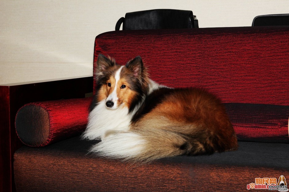 沙发优雅端庄的喜乐蒂牧羊犬图片