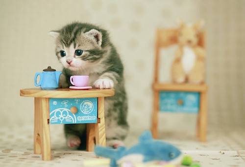 超可爱茶杯小猫咪卖萌美图
