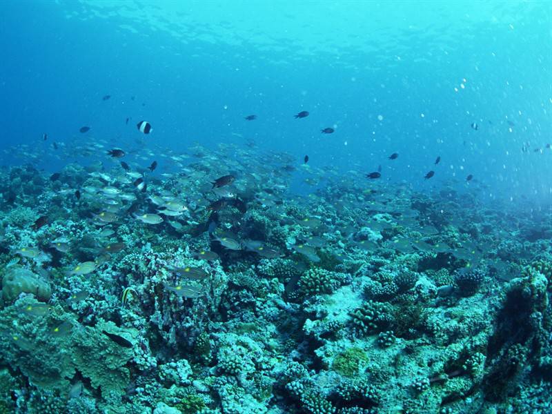 美丽石斑鱼海底世界海洋生物图片