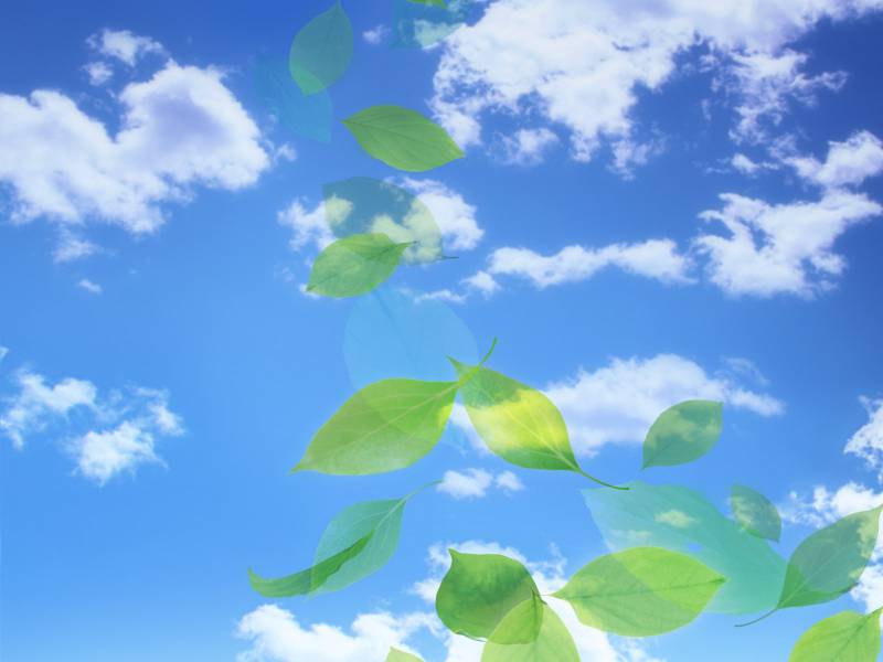 生机勃勃大自然绿叶精美壁纸