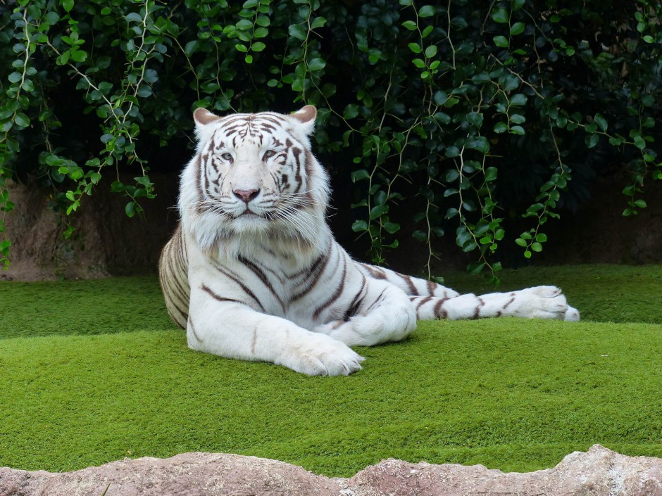 威武雄壮的白色孟加拉虎高清图片