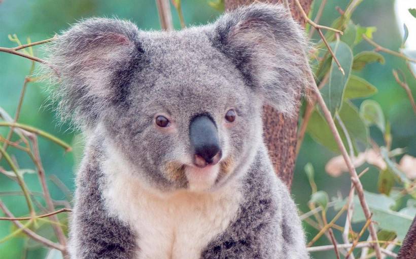 澳大利亚树袋熊考拉可爱图片大全